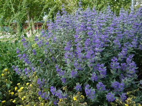 Caryopteris clandonensis | Garden plants, Plants, Perennials