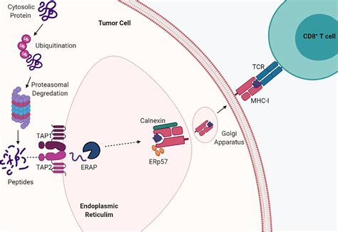 Frontiers | Mechanisms of MHC-I Downregulation and Role in ...