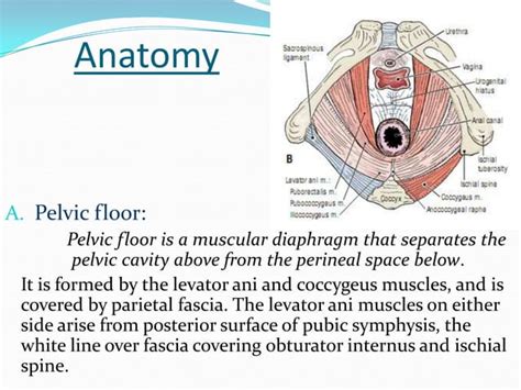 Perineal lacerations