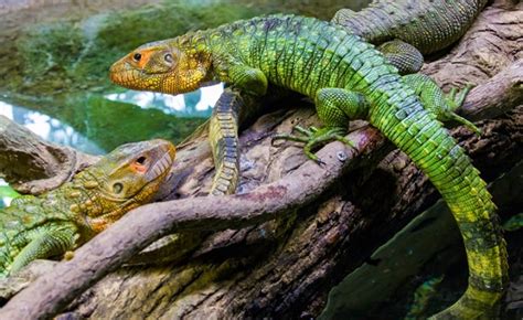 Caiman Lizard - Facts, Size, Diet, Pictures - All Animal Facts