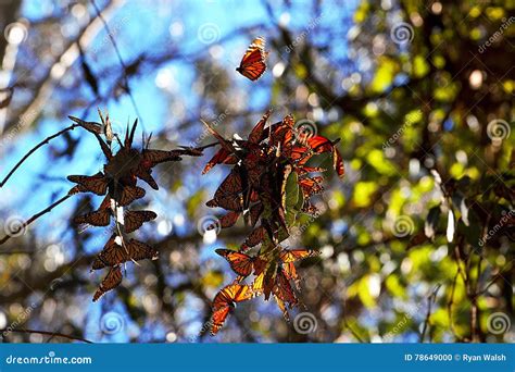 Monarch butterflies stock photo. Image of yearly, bridges - 78649000