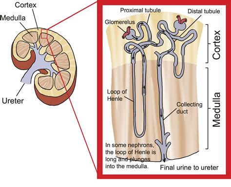 Biology Water Balance and the Kidney - Shmoop Biology