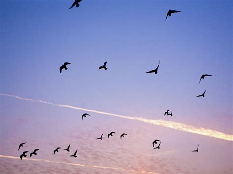 Birds Flying At Sunset Photograph by Sarah Palmer