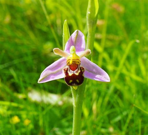 Hardy orchids – The Unconventional Gardener