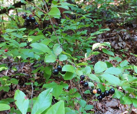 Black Huckleberries, Gaylussacia Baccata