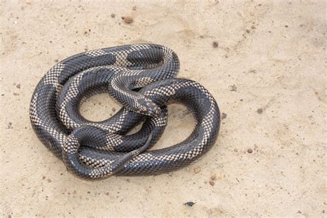 Crazy aberrant eastern kingsnake i found in south GA : r/snakes