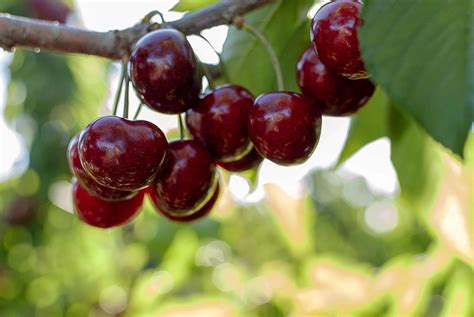 Sour Cherry Varieties - Harvest to Table