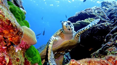 Hawksbill Sea Turtle | Underwater Photography by Simon Ilett