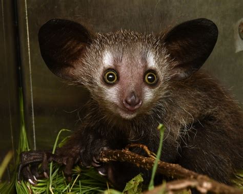 Endangered Aye-Aye Born at Duke Lemur Center - ZooBorns