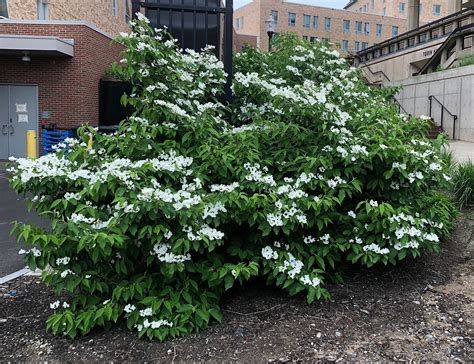 Doublefile Viburnum | UMass Amherst Greenhouse Crops and Floriculture ...