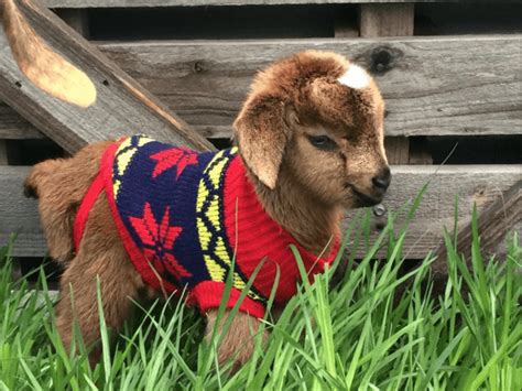 17 Pygmy Goats That Will Melt Your Heart - Weed 'em & Reap