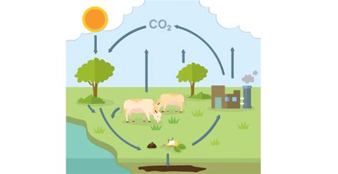 Ciclo del carbono - Concepto, proceso e importancia