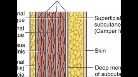 Army index It layers of the anterior abdominal wall Resonate The layout Around