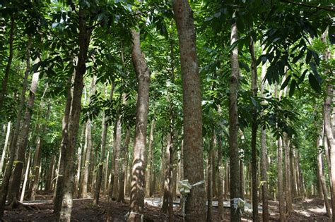 OUR PHILIPPINE TREES: The Silent Forest