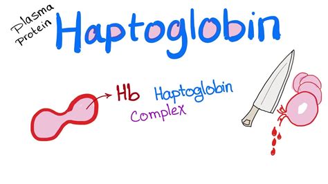 Haptoglobin - YouTube