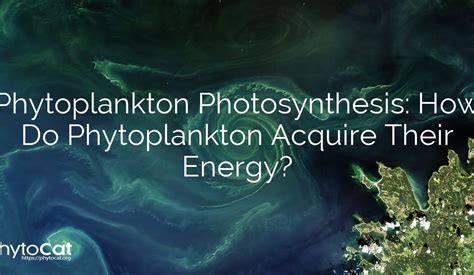 Phytoplankton Photosynthesis: How Do Phytoplankton Acquire Their Energy?