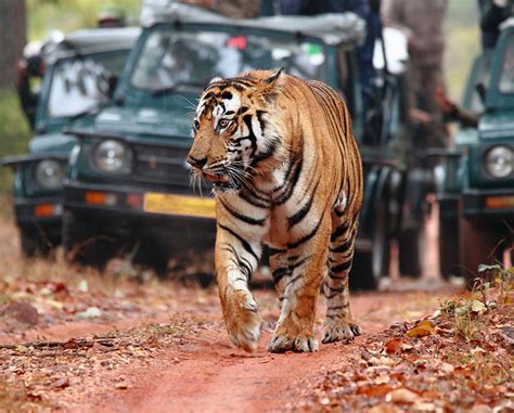 Ranthambore Wildlife Sanctuary