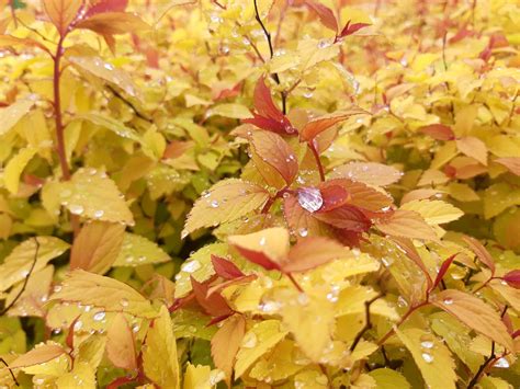 Spiraea japonica - colorful and easy-going family