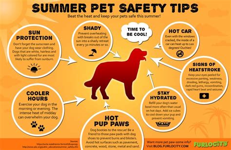 Summer Pet Safety Tips - Furlocity Blog | Summer safety tips, Pet ...