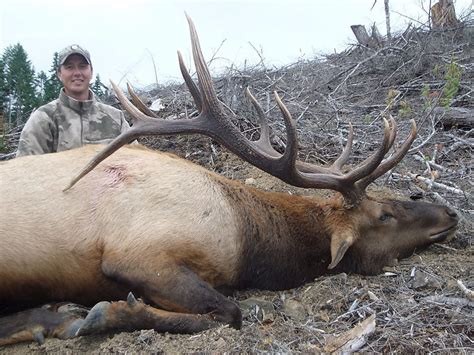 Oregon Roosevelt Elk Hunt for 1 with Eden Ridge Outfitting