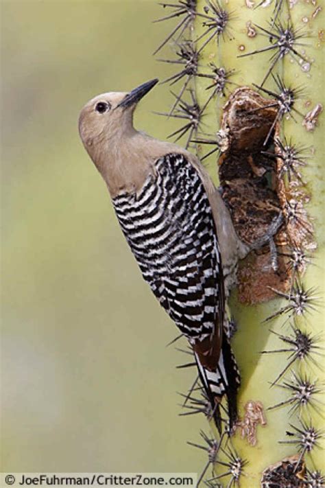 Gila Woodpecker - Works of the Creator: An All Creatures Photo Journal