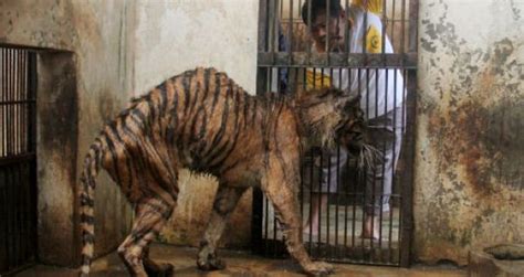 Animal Hell Called Surabaya Zoo | Animals