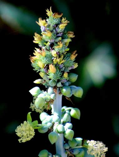 蓖麻 (高雄中學的植物（Plant of Kaohsiung Municipal Kaohsiung Senior High School ...