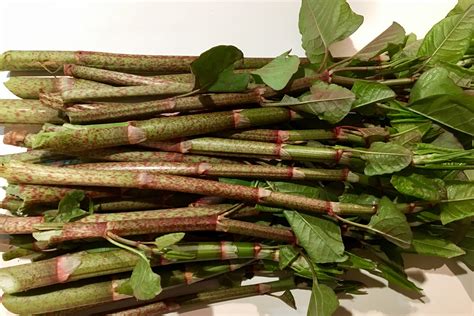 Wild edible: Japanese knotweed – Seashore to Forest Floor