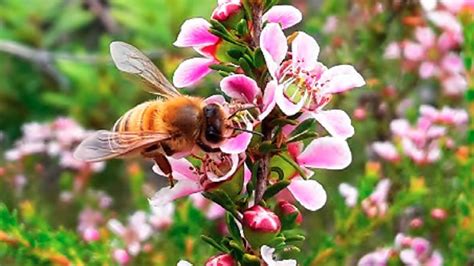 Australian Manuka Honey - Australian Manuka Honey Association