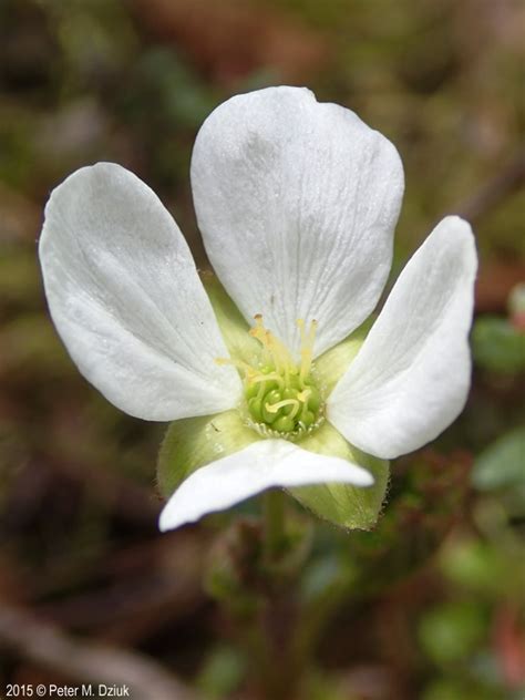 Rubus chamaemorus (Cloudberry): Minnesota Wildflowers