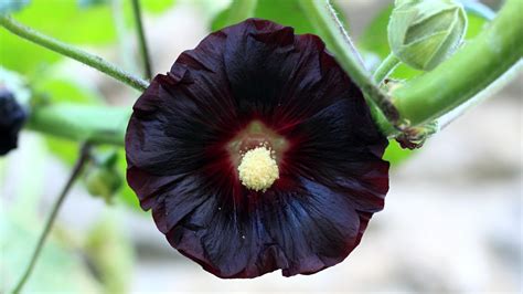 Hollyhock Colors: What Colors do Hollyhocks Bloom?