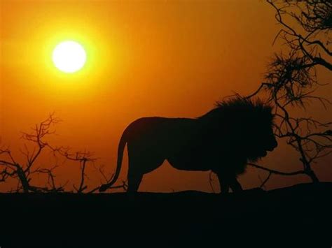 Lion Silhouette. | Lion images, African sunset