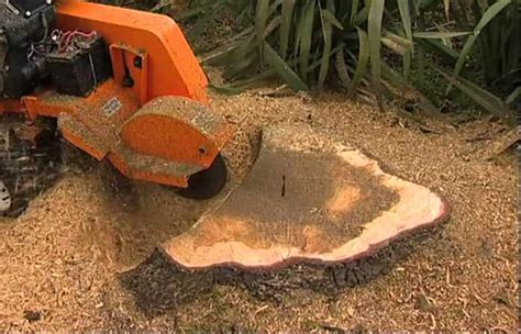 Tree Root Removal Cost Guide 2024 - (Cutting Exposed Tree Roots)