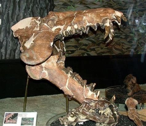 The skull of archaeotherium, a member of he famous "hell pig" family ...