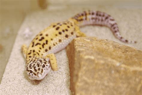 7 Best Substrate Options For Leopard Geckos & 6 To Avoid