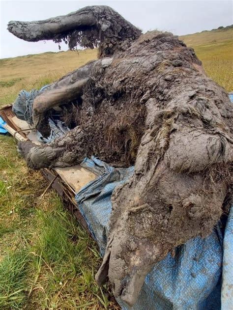 Bear from Ice Age found 'completely preserved' in Russian Arctic - BBC News