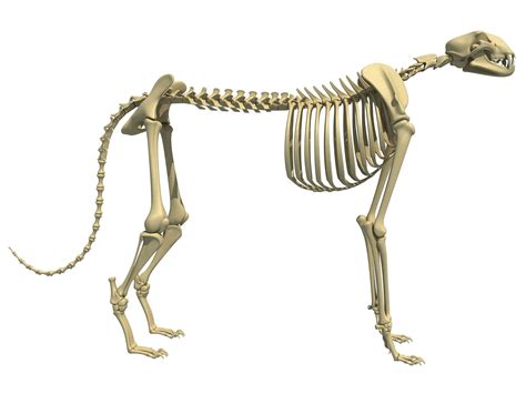 Cheetah Skeleton 3D model | CGTrader