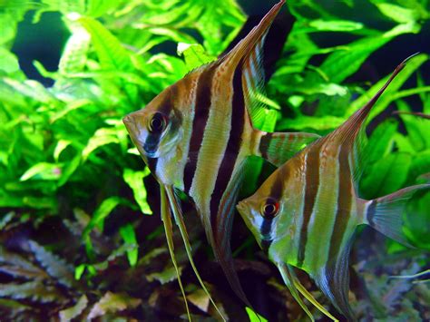 Skalar (Pterophyllum scalare) - Tetra Aquaristik Blog