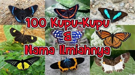 100 Species of Butterflies With Their Scientific Names | Butterfly ...