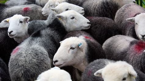 Learn All About Herdwick Sheep - The Herdy Company