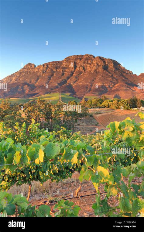 South Africa, Western Cape, Stellenbosch, Tokara Wine Estate Stock ...