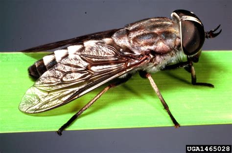 horse fly (Tabanus petiolatus Hine, 1917)