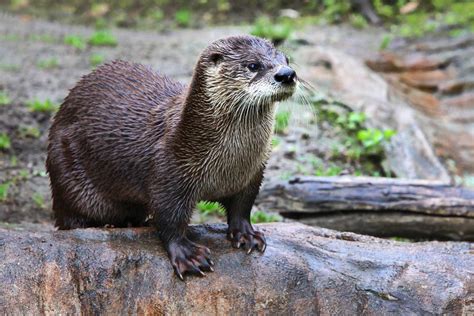 Neotropical Otter - Profile | Traits | Facts | Baby | Pup | River ...