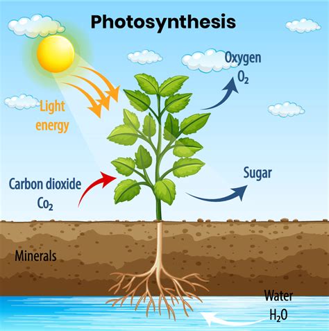 Plants need to make their own food.