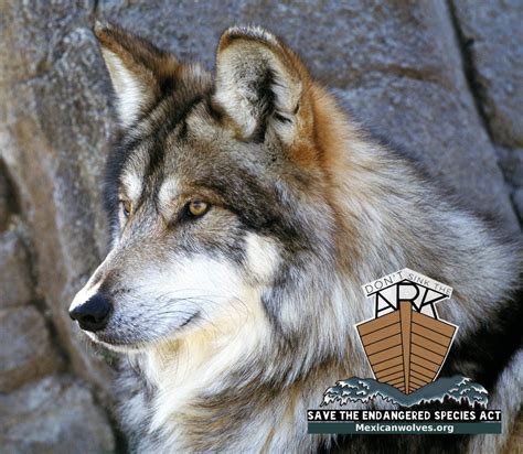 In the News: Endangered Mexican wolf killed following livestock attacks – Lobos of the Southwest