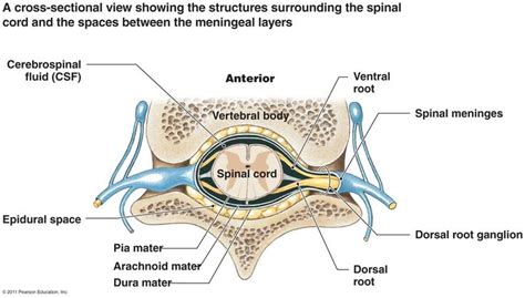 Cross section of spinal cord | Epidural, Cerebrospinal fluid, Dura mater