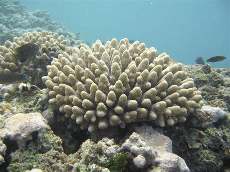 File:Acropora coral ffs.jpg - Wikipedia