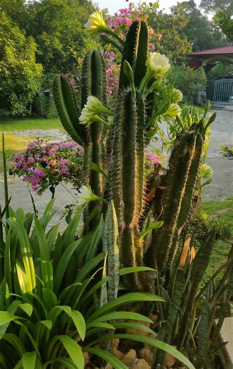 Warisan Petani: Pokok Kaktus Berbunga.