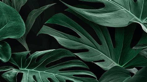 HD monstera wallpapers | Peakpx