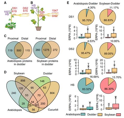 Extensive inter-plant protein transfer between Cuscuta parasites and their host plants (Mol ...